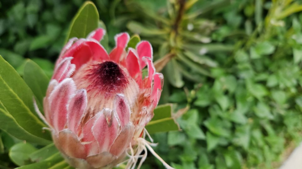 <h2>The Best of South Africa Escorted 2023</h2> 14 Nights | 6 Rounds | March 11 - 25